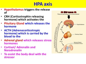 HPA axis diagram